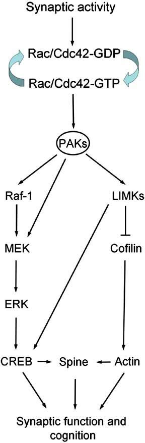 Paks Regulate Creb And Stimulus Dependent Cofilin Activity Activation Download Scientific