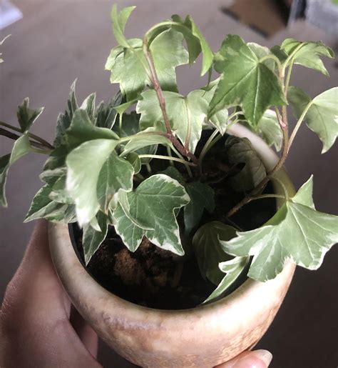 English ivy looks sad : r/houseplants