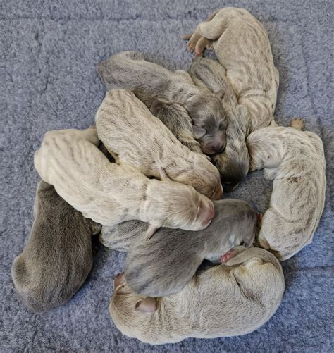 Weimaraner Puppies For Sale - AKC PuppyFinder