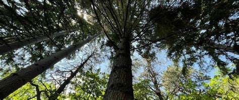 Piantare Alberi non ci salverà creare foreste secolari forse si