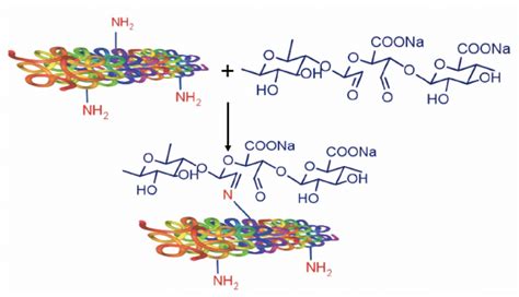 The Diagram Of The Reaction For Possible Crosslinking Between Collagen