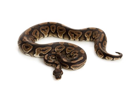 Cinnamon Ball Python Morphs (7 Cool Photos + Info)