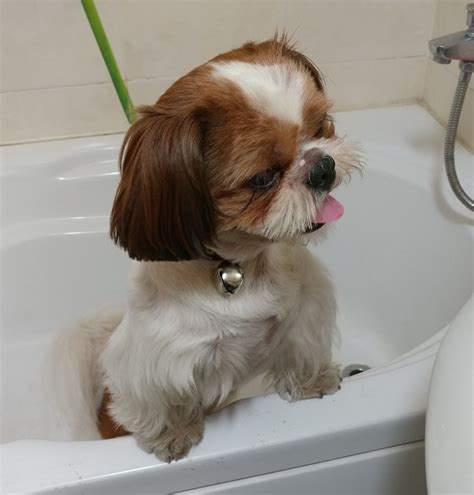 Funny Shih Tzu Puppies - Shih Tzu Dog