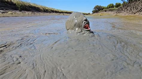 Thick River Mud Submersion And Orgasm Naked Tidal River Mud Fun