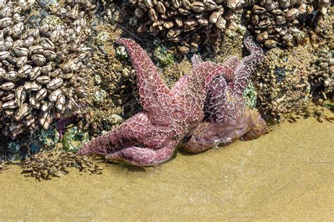 Starfish in an intertidal zone ~ Nature Photos ~ Creative Market