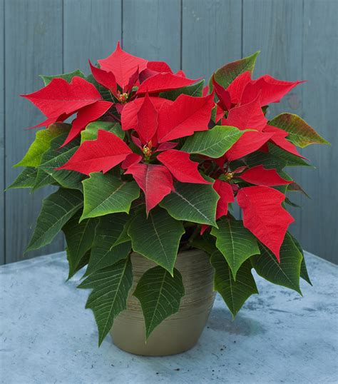 Poinsettia care: top tips on how to look after yours | Gardeningetc