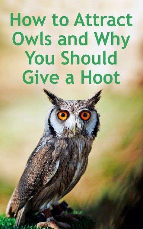 7 Proven Strategies That Attract Owls 2024 Artofit