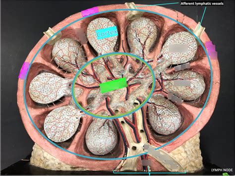 Lymph Node Diagram Diagram Quizlet