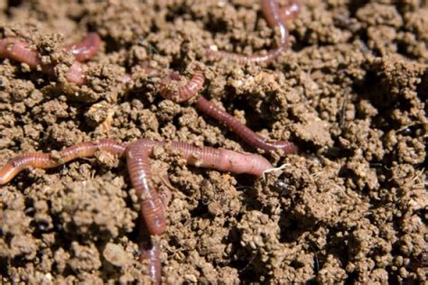 Por Que A Minhoca Tem 5 Corações? | Mundo Ecologia