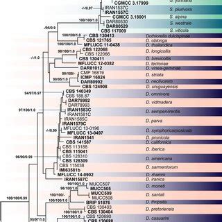 Phylogram Generated From Maximum Likelihood Analysis Based On