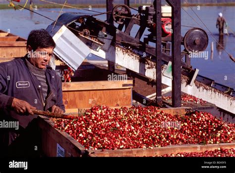 Cranberry Harvesting Machine Hi Res Stock Photography And Images Alamy