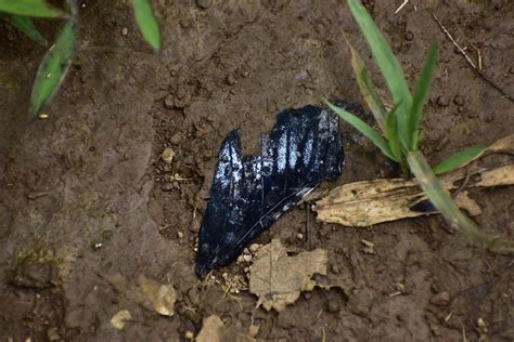 Indian Blue Mormon From Tamhini Maharashtra India On September 26