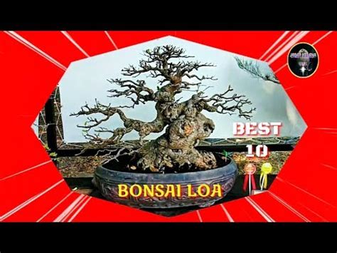 Bonsai Loa Best Youtube