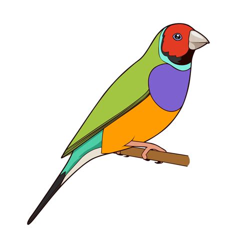 Gouldian Finch Vector Design Shop By Aquadigitizing