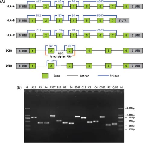 Figure 1 From Application Of High Throughput High Resolution And Cost Effective Next Generation