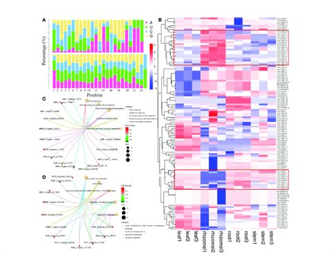 Expression Analysis Of Mirnas And Their Targets A Base Distribution