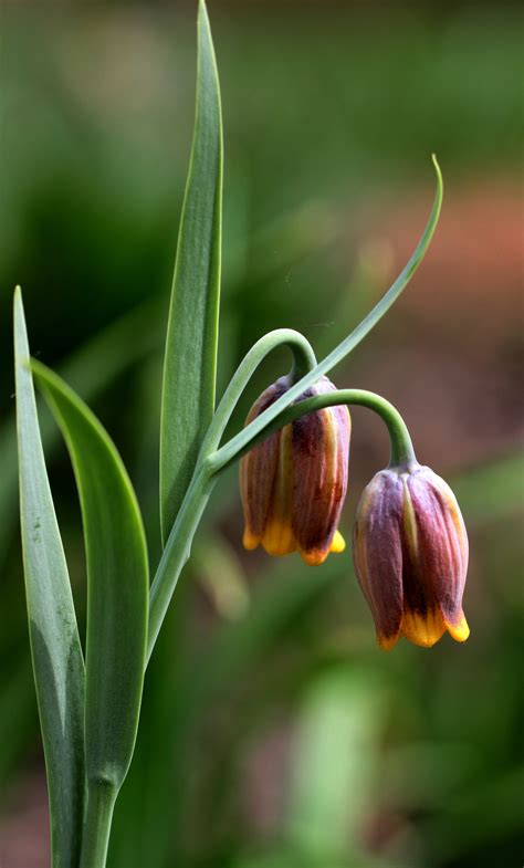 Free Images Nature Meadow Flower Spring Botany Garden Flora