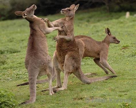 Macropus - Alchetron, The Free Social Encyclopedia