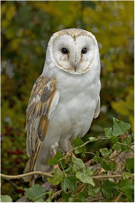 A Collection of Owl Photography for Inspiration -DesignBump