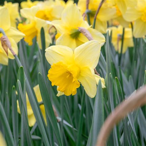 Narcissus 'Golden Harvest' - 10 Bulbs | Buy Daffodil Bulbs Online