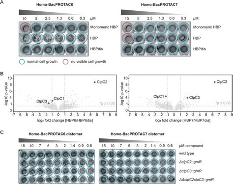 Clp Targeting BacPROTACs Impair Mycobacterial Proteostasis And Survival