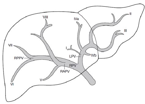 Diagram Hepatic Portal Vein Diagram Mydiagramonline