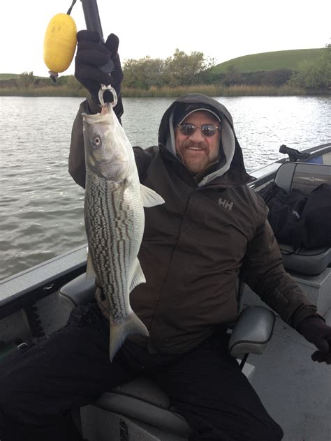 Striper Fishing Update for Sacramento | Bob Sparre Fishing Guide Services