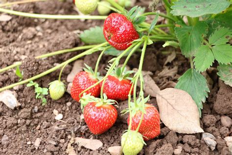 Sch Dlinge An Erdbeeren L Use K Fer Und W Rmer Hausgarten Net