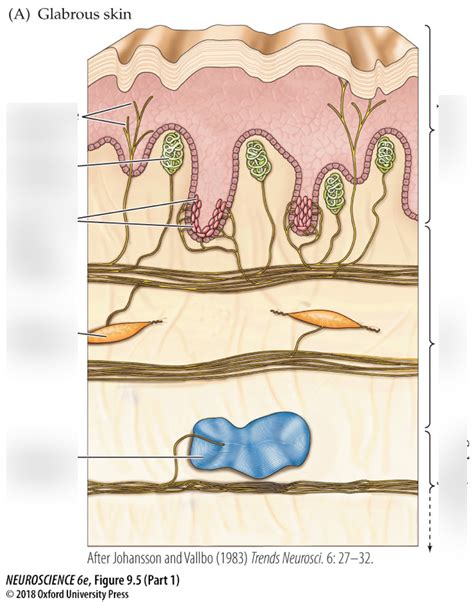 skin receptors Diagram | Quizlet