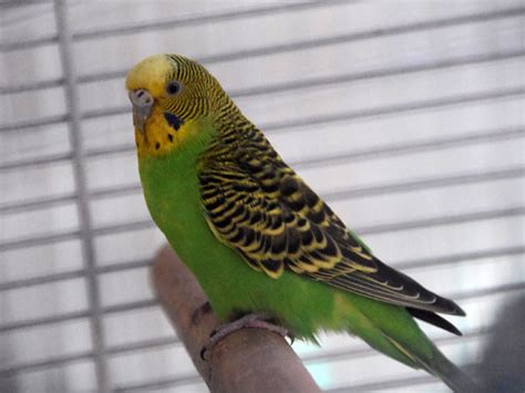 Melopsittacus undulatus / Budgerigar (Breeding-form) in Tashkent Zoo