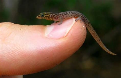 Dwarf Gecko From The Dominican Republic The Worlds Smallest Lizard