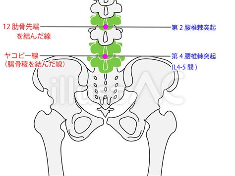 脊柱のランドマーク（腸骨稜・12肋骨）イラスト No 2194315｜無料イラスト・フリー素材なら「イラストac」