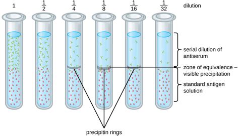 Precipitation Reaction Of Antigen And Antibody