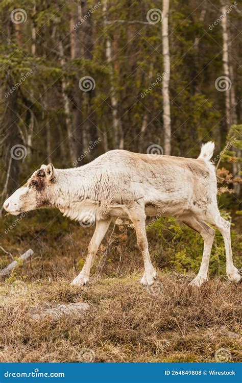 Reindeer in Its Natural Habitat Stock Photo - Image of animal, outdoors ...