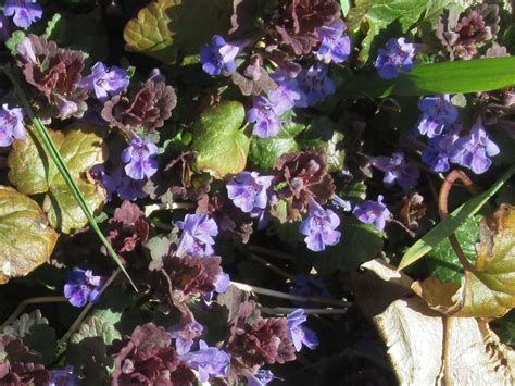 Gundermann Gundermann Glechoma Hederacea C Sabine Kehl