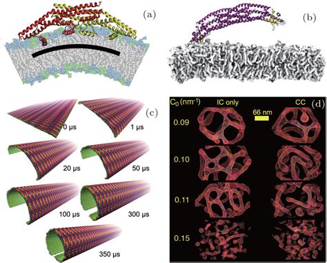 Multiscale Molecular Dynamics Simulations Of Membrane Remodeling By Bin