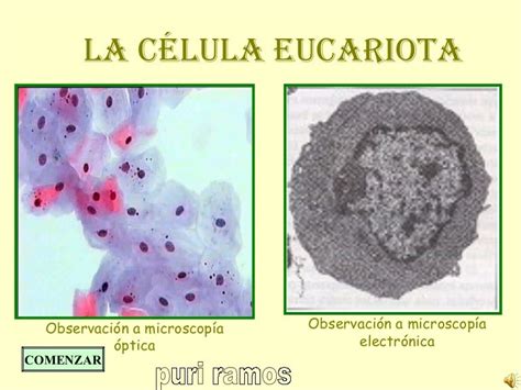 Celulaeucariota