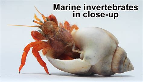 Marine invertebrates in close up | Amazing Zoology