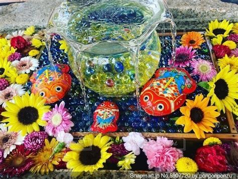 夏のお花と金魚の手洗い水の写真・画像素材 5907720 Snapmart（スナップマート）