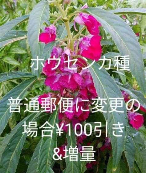 ホウセンカ ガーデニング 植物 鳳仙花 ほうせんか 無農薬 種 メルカリ