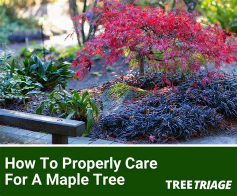 How To Properly Care For A Maple Tree