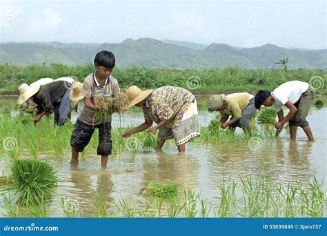 Young And Old Filipinos Working In A Rice Field Editorial Stock Image