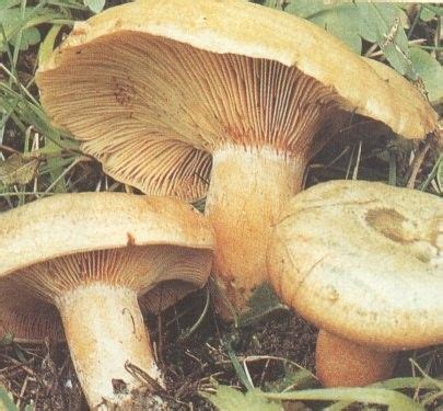 Champignons Le Lactaire D Licieux La Girolle Le Champignon De Paris