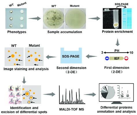 Schematic diagram illustrating the process of identifying the changes ... 
