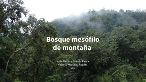 Bosque mesófilo de montaña