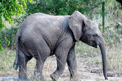 Murchison Falls National Park Uganda Safari Destination