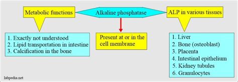 Alkaline Phosphatase Level Alp Labpedia Net