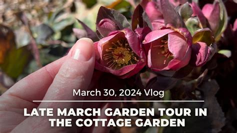 Late March Garden Tour In The Cottage Garden YouTube