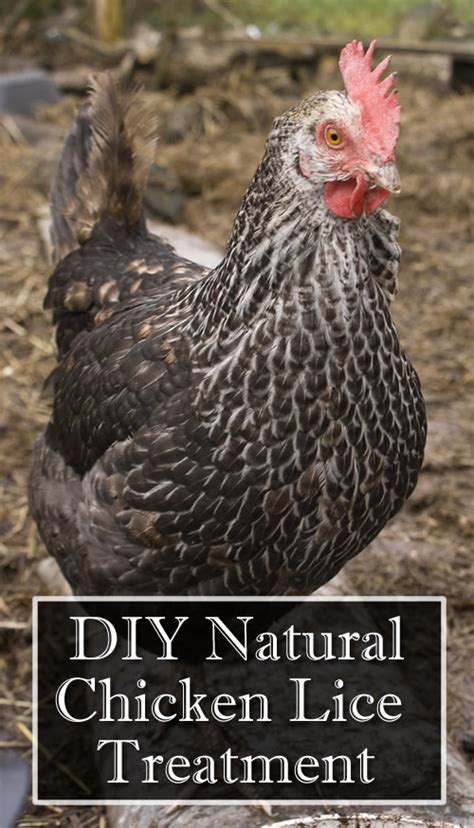 DIY Natural Chicken Lice Treatment