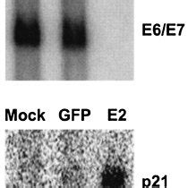 Repression Of Hpv E E Mrna Hela Cells Were Mock Infected Infected